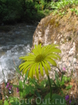 Девясил высокий (лат. Inula helenium)