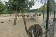 страусы на страусиной ферме
