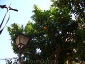 Апельсиновые деревья растут прямо в городе
