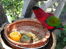попугаи Лоро парк