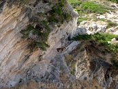 Греция. о.Кефалония. Пляж Миртос. Козы на отвесной стене.