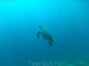 Зелёная черепаха всплывает за воздухом. 
Панагасама, Моалбоал.