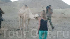  Поцелуй с верблюдом. Техника проста - кормишь изо рта  верблюда бедуинским хлебом (сделан из муки и воды).