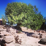 Оливковые деревья можно встретить здесь, где угодною. Вот, например, выросло дерево на развалинах Кносского дворца