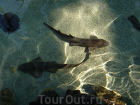 Aquarium of the Pacific!