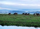 Фото Lake Naivasha Country Club Hotel