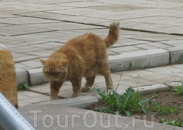 Николо-Косинский монастырь. Это не кот, как можно подумать, а кошка. Зовут: Хэлп Ми. Не шутка.