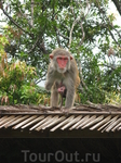 пойманной обезьяне отрубают лапу (((