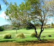 The Woods at Palmas del Mar