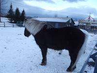 исландская лошадь