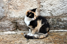 Которские коты - одна из "изюминок" города. Их здесь несметное количество, все ласковы и рады угощению.