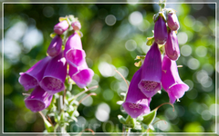 JARDINS DU CHATEAU DU CHAMP DE BATAILLE,цветы