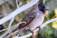 Розовобрюхий настоящий бюльбюль (Pycnonotus cafer).