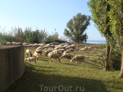 утром нас будили местные овцы