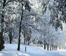 Фото Стайки