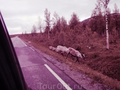 меланхоличные северные олени создают напряженность в поездке по северу Норвегии
