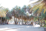Пляж Ваи в пальмовой роще.