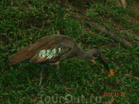 Малайзия Малайзия