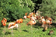 Фламинго в Пражском зоопарке