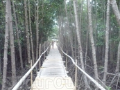 мангровые деревья