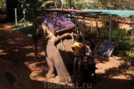Слона подготавливают к аттракциону "Катание на слоне"