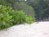На пляже Симилан настоящий кайф и релакс...Такое ощущение что весь остров принадлежит только тебе.