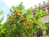 Кроме города контрастов я еще бы назвала Валенсию апельсиново-мандариновым раем, поскольку ни в одном городе раньше я не видела такого количества цитрусовых ...