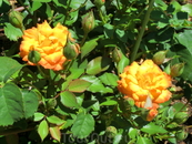 Розы в  Quinta de los Molinos.