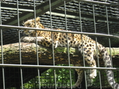 Леопард... Большие кошки сидят в специальных клетках, увы... но эти хищники опасны