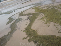 Помимо поистине изумительного, переливающегося белоснежного песка пляжи пестрят водорослями, особенно после дождя.