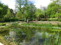 Маленький пруд, в котором весело квакали  лягушки.