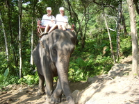 в 2010 году моя дочь прокатилась на слоне по асфальтовой дорожке, в джунглях совсем по другому (слон поднимается по тропам или спускается - ЗДОРОВО!)
