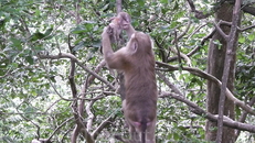 Во время обзорной экскурсии дикая, но заботливая мама-обезьянка Пхукета.