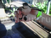 Черепаховая ферма. Черепаховая ферма.