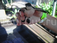 Черепаховая ферма. Черепаховая ферма.