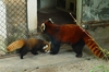 Фотография Зоопарк Гуанчжоу