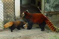 Зоопарк Гуанчжоу