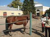 Общение с животными нам доставило огромное удовольсвие. Лошадки красивые, чистые, умные, приветливые. 