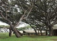 Фото отеля Lemala Ngorongoro Camp