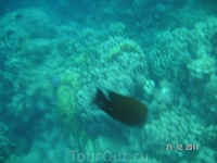 Рыбы и кораллы (подводная съемка)