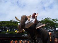 Самый большой слон! Самый большой слон!