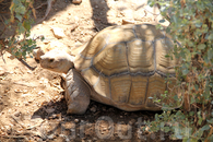 Большая черепаха
Зоопарк Фригиа - Friguia Park - между Сусом и Хаммаметом
