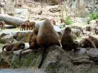 Singapore Zoo