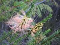 Наверное, тоже какой-нибудь bottlebrush