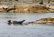 В море у берегов острова Рунде живут тюлени. В жаркую погоду они выбираются на берег погреться.