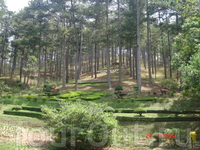 Один из парков в Далате - сосновый лес, газоны, небольшой водопад, канатная дорога