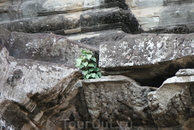 Ангкор Ват. Возрождение новой жизни.