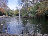 И еще одно красивейшее место - пруд. В центре пруда - фонтан, в пруду плавают утки и лебеди.