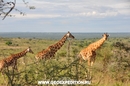 сафари в национальном парке Мёрчисон, Уганда