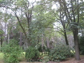 Sudfriedhof. Вековые деревья, поросшие мхом... очень карсиво...